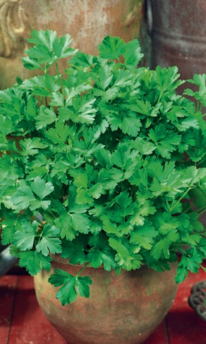 Петрушка листовая СИБИРЯЧКА