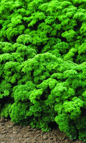 Петрушка кудрявая МООСКРАУЗЕ