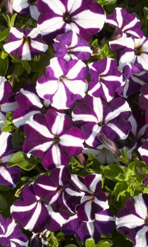 Петуния ампельная ЛАВИНА ПУРПУРНАЯ ЗВЕЗДА F1