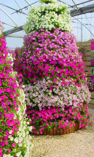 Петуния ампельная ВЕЛЬВЕТ СМЕСЬ F1