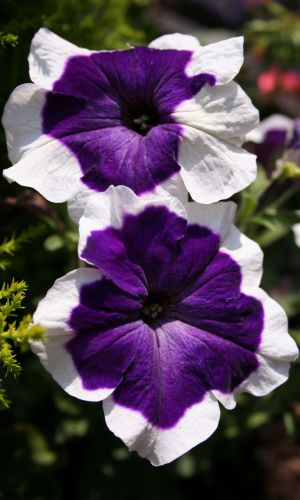 Петуния ХУЛАХУП F1 БЛЮ