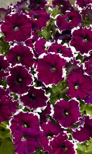 Петуния крупноцветковая КАН КАН F1 ПИКОТИ ВИОЛЕТ