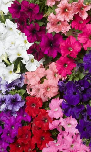 Петуния МАРИЯ МИРАБЕЛЛА