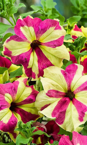 Петуния СОФИСТИКА ЛАЙМ БИКОЛОР