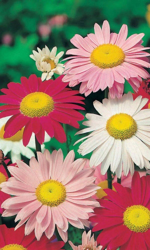 Пиретрум МАЛИНОВЫЕ ГИГАНТЫ