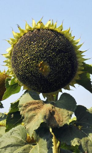 Подсолнечник КОНДИТЕРСКИЙ — Натуральное, природное лакомство с высокой питательной ценностью!