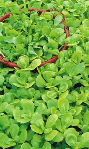 Портулак огородный ЛАКОМКА — Рекомендуем! Утоляет жажду! Улучшает настроение! Снижает холестерин и сахар в крови!