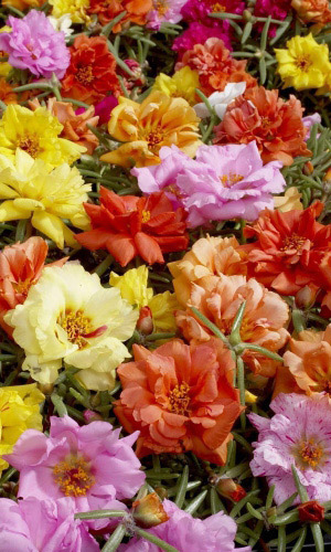 Портулак СМЕСЬ МАХРОВАЯ