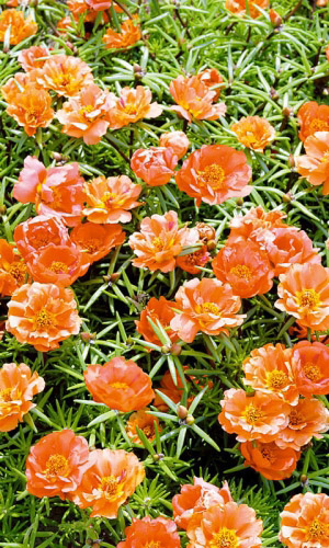 Портулак СОЛНЕЧНАЯ СТРАНА ОРАНЖЕВЫЙ