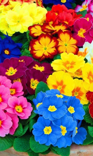 Примула высокая СМЕСЬ ОКРАСОК