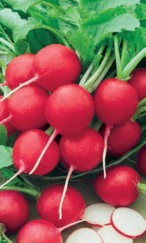 Редис 16 ДНЕВНЫЙ