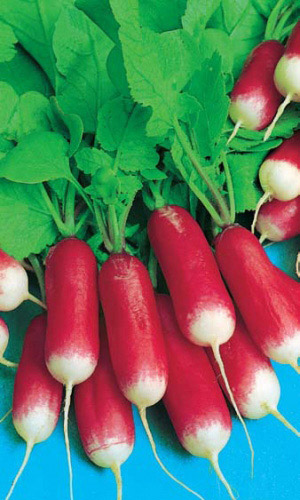 Редис 18 ДНЕЙ