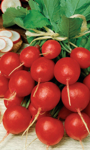 Редис АСКАНИЯ