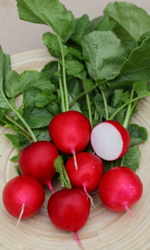 Редис ЧЕРРИ БЕЛЛЕ