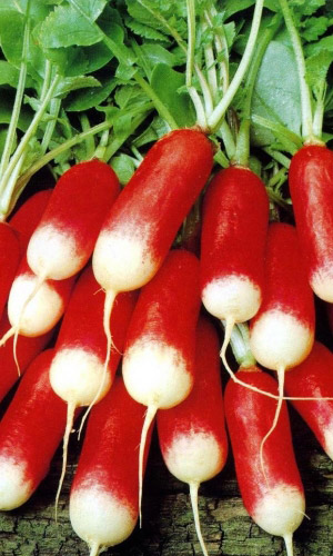 Редис ФРАНЦУЗСКИЙ ПОЦЕЛУЙ