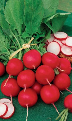 Редис КРАСА АЛТАЯ