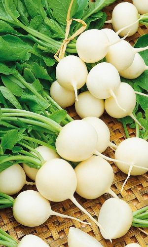 Редис МОХОВСКИЙ