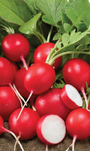 Редис РИЗЕНБУТТЕР (МАСЛЯНЫЙ КОРОЛЬ)