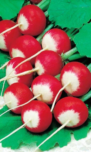 Редис РОЗОВО-КРАСНЫЙ С БЕЛЫМ КОНЧИКОМ