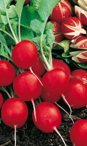 Редис САКСА РС