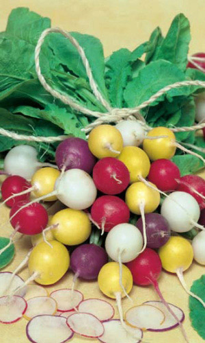 Редис САЛЮТ ВАРНАВИНА