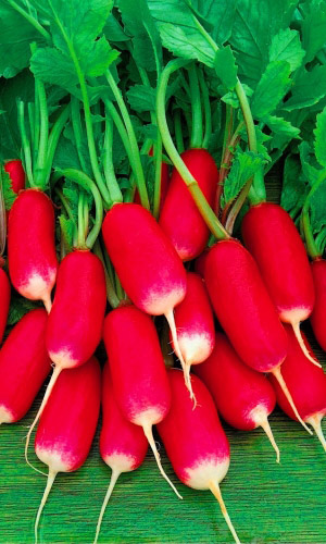 Редис СЛАВА