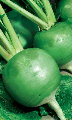 Редька МАРГЕЛАНСКАЯ