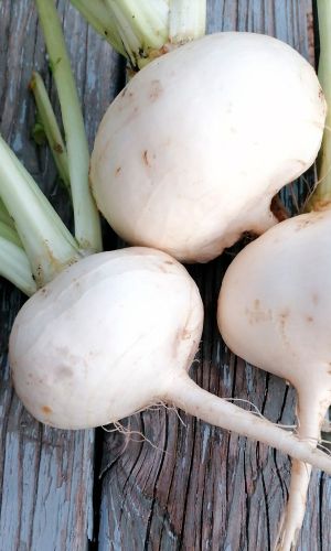 Репа РУССКИЙ ДЕЛИКАТЕС