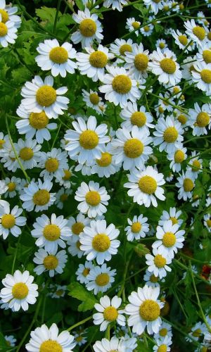 Ромашка аптечная ПОДМОСКОВНАЯ