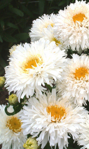 Ромашка махровая КРЕЙЗИ ДЕЙЗИ &mdash; Единственная махровая ромашка из семян!