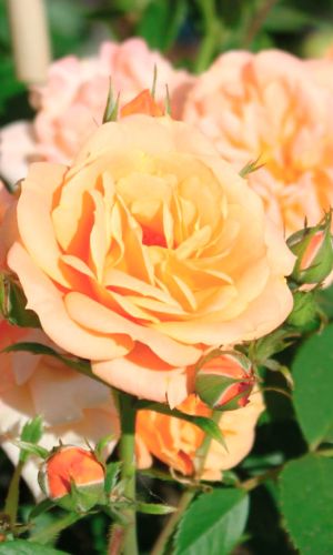 Роза ЭПРИКОТ КЛЕМЕНТИНА