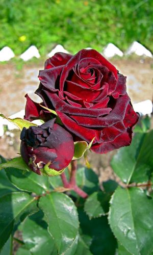 Роза КОРОЛЕВСКИЙ РАЗМЕР БАРХАТНАЯ НОЧЬ