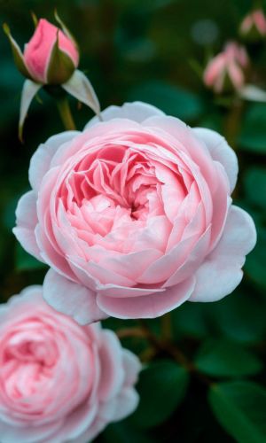 Роза ШАЛЬНАЯ ИМПЕРАТРИЦА