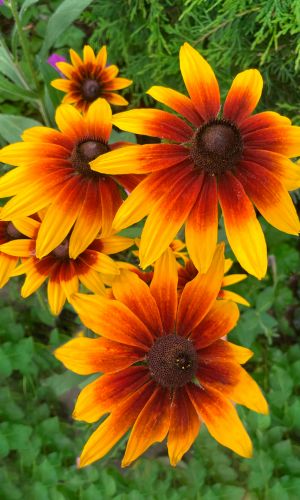 Рудбекия ЛАМБАДА