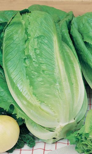 Салат АДАМАНТ