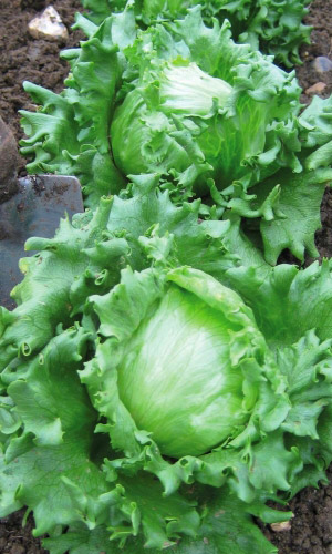 Салат КОЛОБОК