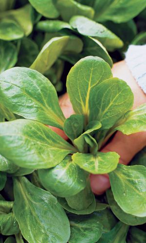 Салат корн ЗЕЛЁНЫЕ МОНЕТКИ