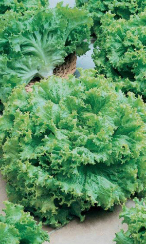 Салат КУЧЕРЯВЕЦ ОДЕССКИЙ