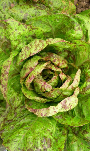 Салат ПАРЛАМЕНТ