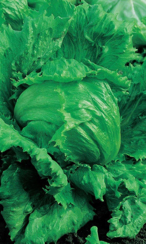 Салат СПРИНТЕР