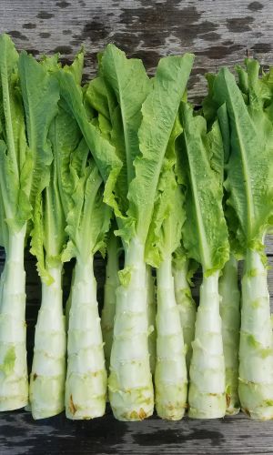 Салат СВЕТЛАНА