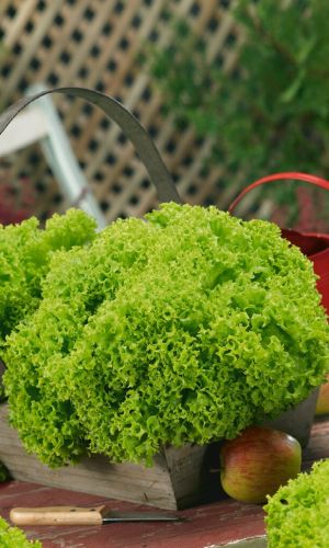 Салат ТАНГО