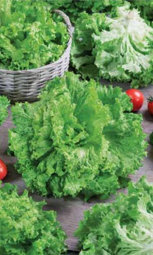 Салат УРОЖАЙНЫЙ