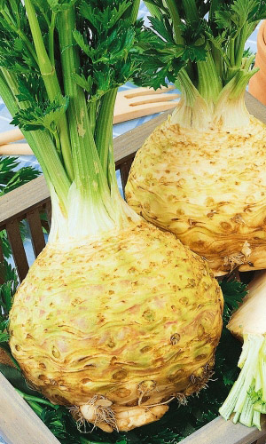 Сельдерей корневой ЕГОРКА