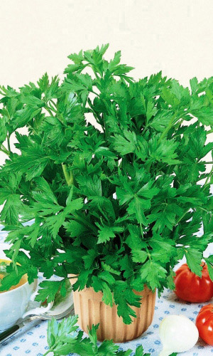 Сельдерей листовой ВОЛШЕБСТВО