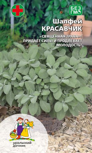Шалфей КРАСАВЧИК — Придаёт силы и продлевает молодость!