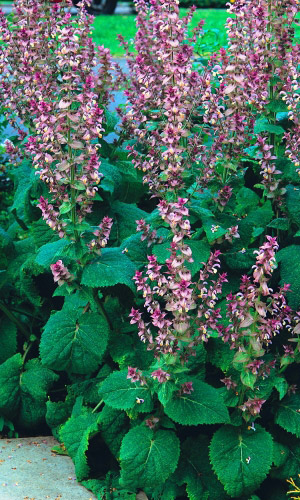 Шалфей мускатный САЛЮТ