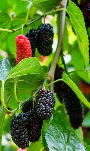 Шелковица ЧЁРНАЯ