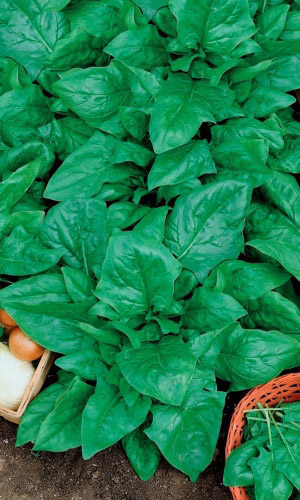 Шпинат СТОИК