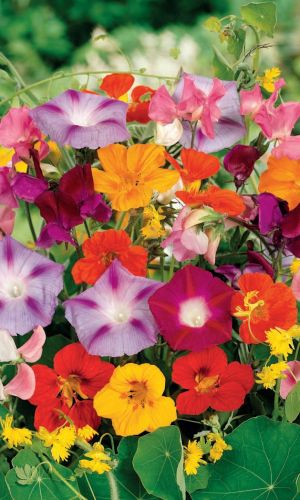 Смесь ВЬЮЩИХСЯ РАСТЕНИЙ